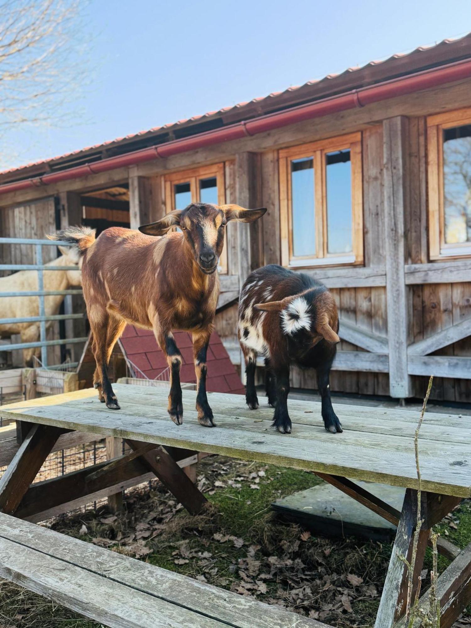 Apartman Na Ranci Pod Lovosem Velemin Buitenkant foto